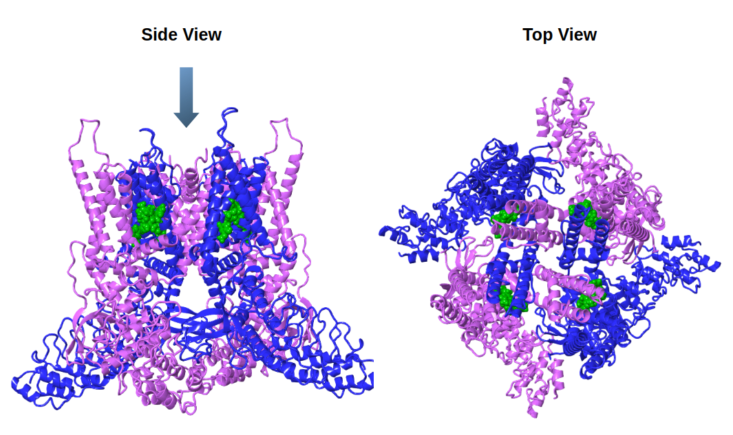 TRPV2 channel with small molecule inhibitor bound, side view and top view.