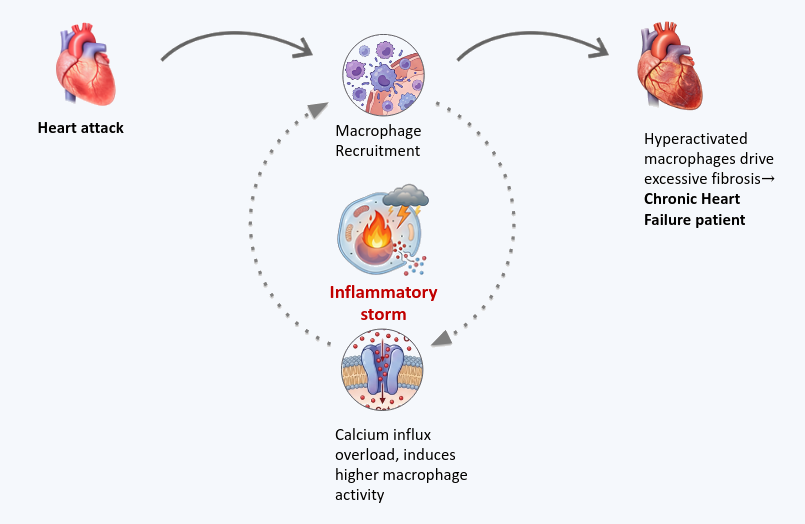 TRPV2 as a central driver of post-myocardial infarction fibrosis.