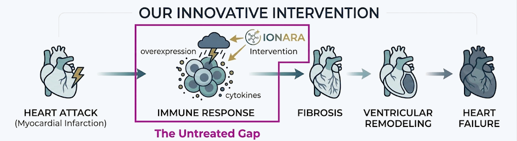 Our innovative intervention: from heart attack through immune response, fibrosis, ventricular remodeling, and heart failure
