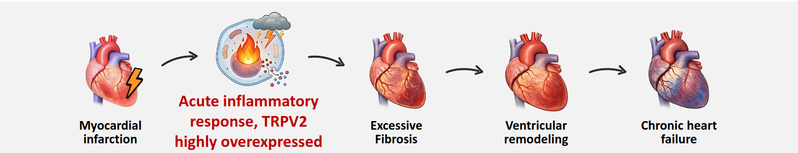 Post-myocardial infarction cascade: TRPV2 overexpression drives fibrosis, ventricular remodeling, and chronic heart failure.